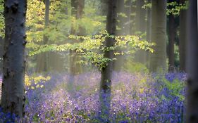 Bois De Hal